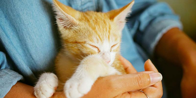 Routine for Feline Wellness Checkups