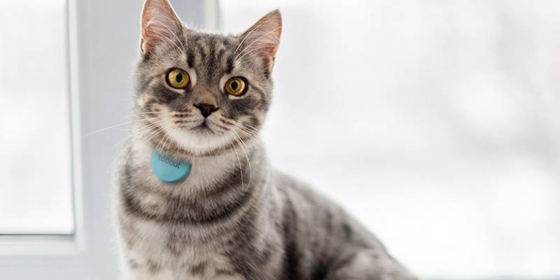 灰色的猫

AI 生成的内容可能不正确。