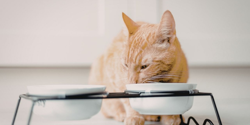 玻璃碗里的猫

AI 生成的内容可能不正确。